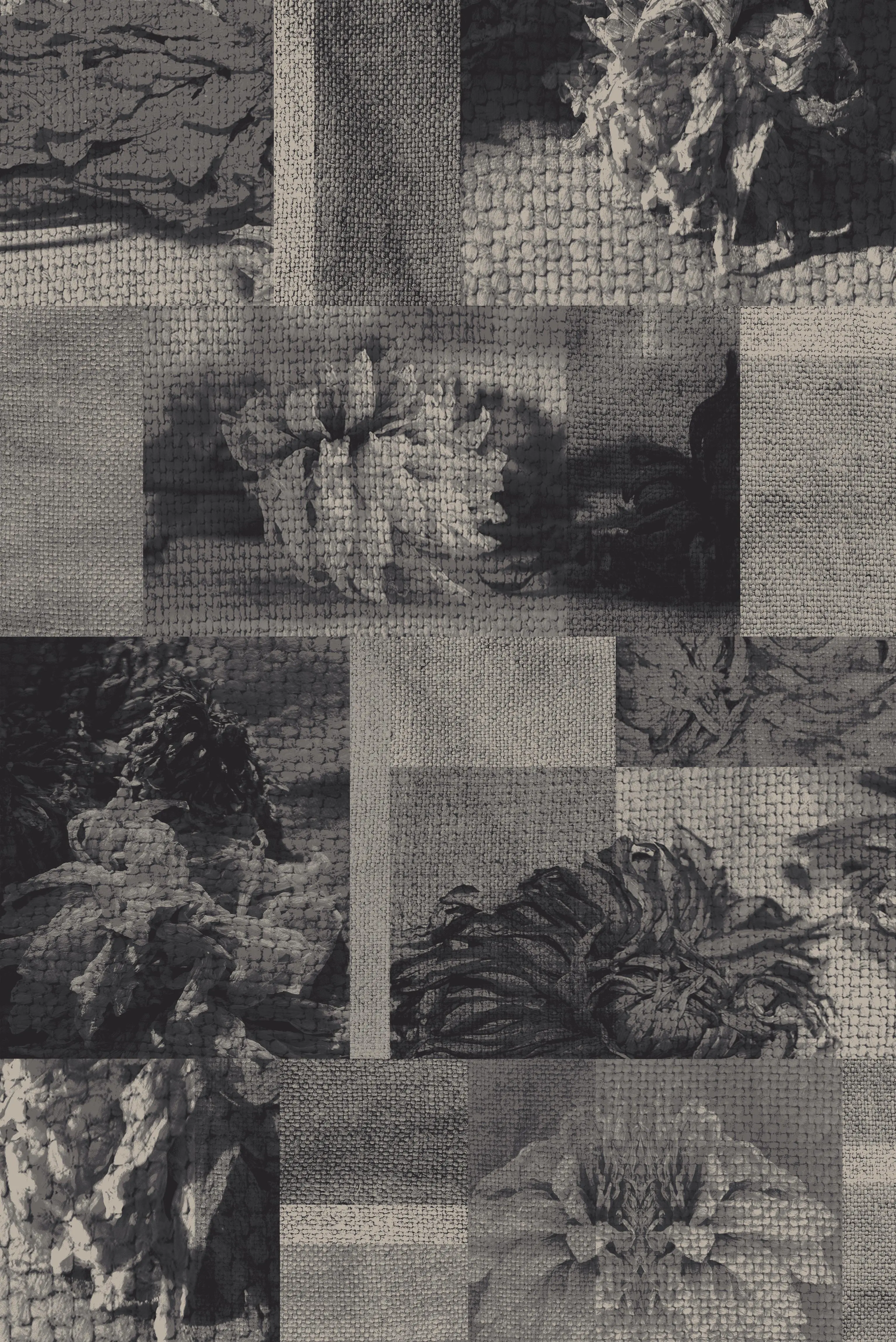 faded dahlia mono grey