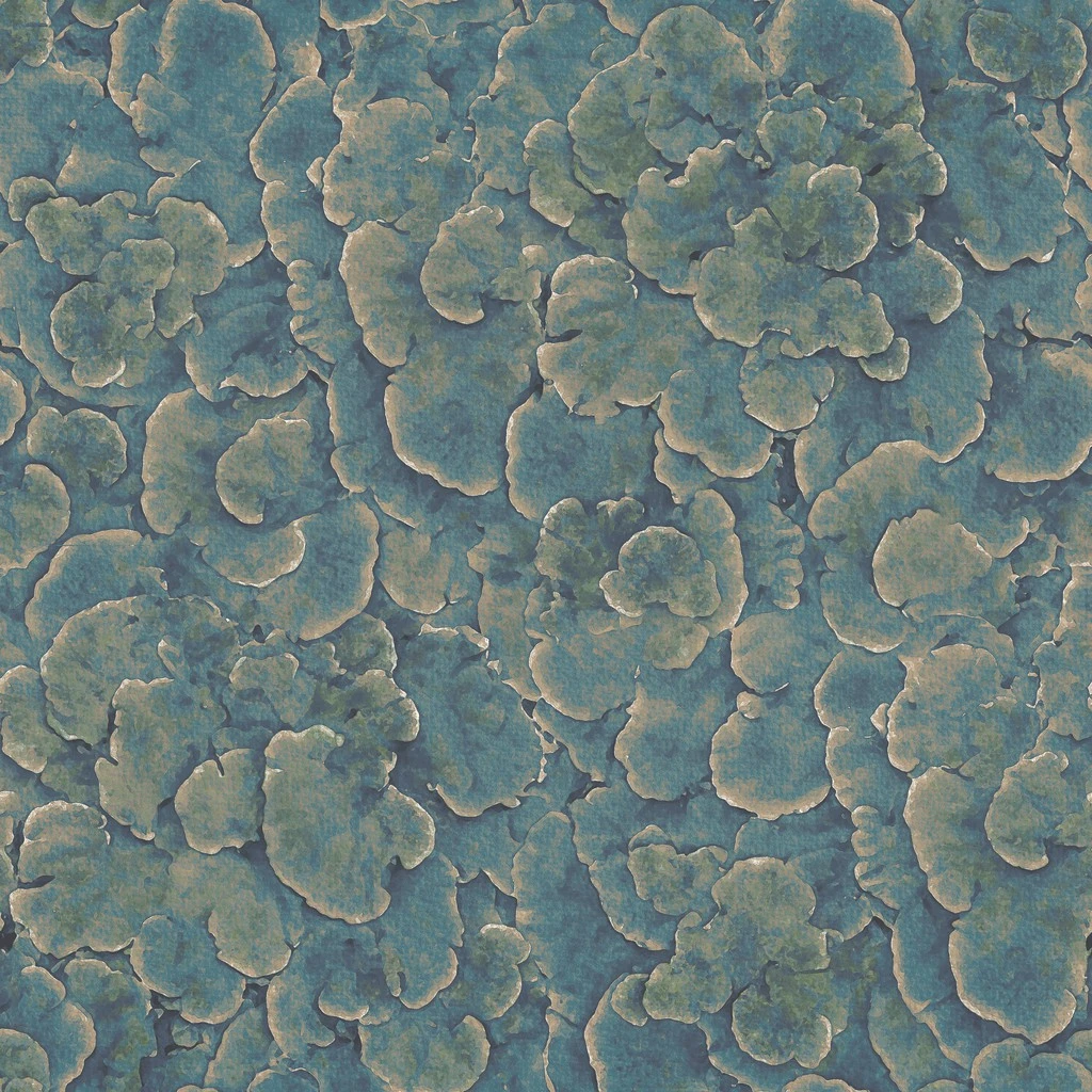 Corals